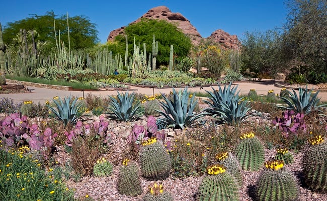 Desert Botanical Gardens